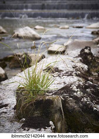 Picture - Grass alongside the Lech River in Augsburg, Swabia, Bavaria, Germany, Europe. Fotosearch