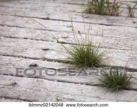 Stock Photo - Grass growing between wooden sleepers, Lech, Augsburg, Swabia, Bavaria, Germany, Europe. Fotosearch