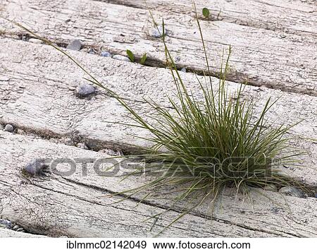 Grass growing between wooden sleepers, Lech, Augsburg, Swabia, Bavaria, Germany, Europe View Large Photo Image Stock Photo - Grass growing between wooden sleepers, Lech, Augsburg, Swabia, Bavaria, Germany, Europe. Fotosearch