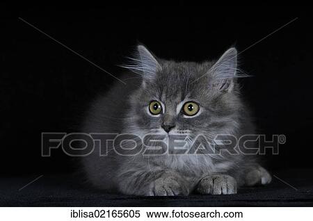 Stock Photography - Gray Persian cat, lying. Fotosearch