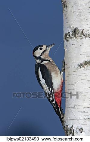 Greater spotted woodpecker (Dendrocopus major), male, perching, south east England, United Kingdom, Europe View Large Photo Image Stock Image - Greater spotted woodpecker (Dendrocopus major), male, perching, south east England, United Kingdom, Europe. Fotosearch