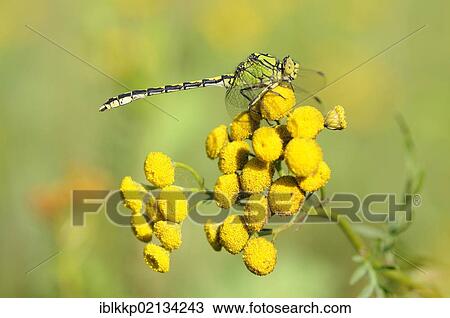 Stock Image - Green gomphid, Green snaketail, or Green clubtail (Ophiogomphus cecilia), Elbaue, floodplains of Elbe River, near Dessau, Saxony-Anhalt, Germany, Europe. Fotosearch
