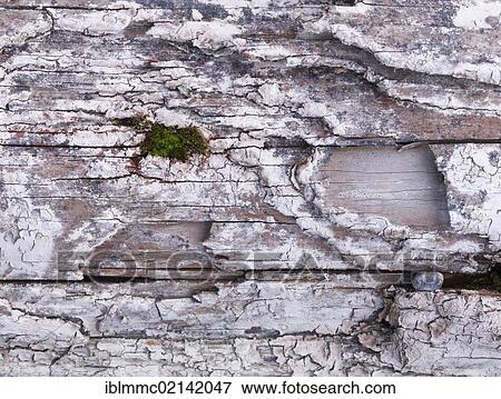 Stock Photo - Green in the gray, moss on an old wooden sleeper, Lech, Augsburg, Swabia, Bavaria, Germany, Europe. Fotosearch