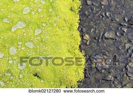 Stock Image - Green willow moss (Fontinalis antipyretica), with drops of water, Hornstrandir, Westfjords, Iceland, Europe. Fotosearch