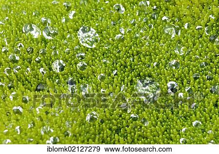 Green willow moss (Fontinalis antipyretica), with drops of water, Hornstrandir, Westfjords, Iceland, Europe View Large Photo Image Stock Photo - Green willow moss (Fontinalis antipyretica), with drops of water, Hornstrandir, Westfjords, Iceland, Europe. Fotosearch