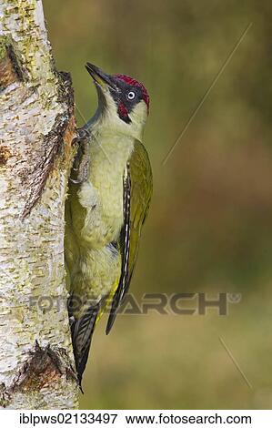 Stock Photo - Green woodpecker (Picus viridis), male, perching on tree, south east England, United Kingdom, Europe. Fotosearch