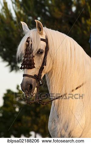 Grey Andalusian horse with mosquero on the bridle, portrait, Pura Raza Espanola, El Rocio, Almonte, Huelva province, Andalusia, Spain, Europe View Large Photo Image Stock Photograph - Grey Andalusian horse with mosquero on the bridle, portrait, Pura Raza Espanola, El Rocio, Almonte, Huelva province, Andalusia, Spain, Europe. Fotosearch