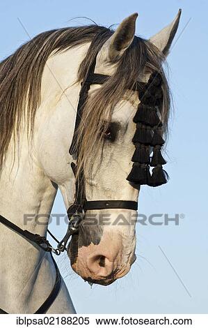 Stock Photography - Grey Andalusian horse with mosquero on the bridle, portrait, El Rocio, Almonte, Huelva province, Andalusia, Spain, Europe. Fotosearch