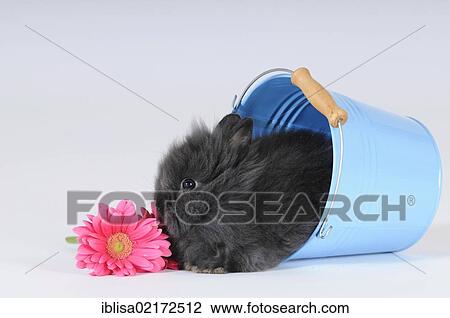 Stock Image - Grey Dwarf Rabbit with a pink gerbera, sitting in a blue bucket. Fotosearch