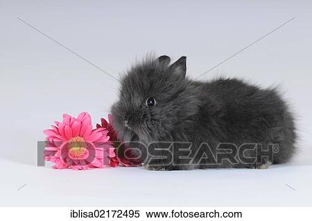 Stock Photography - Grey Dwarf Rabbit with a pink gerbera. Fotosearch
