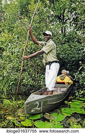 Guide and boatman with pole on a mokoro or makoro canoes, tourists in the back, Okavango Delta, Botswana, Africa View Large Photo Image Stock Photography - Guide and boatman with pole on a mokoro or makoro canoes, tourists in the back, Okavango Delta, Botswana, Africa. Fotosearch