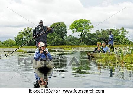 Guides and boatmen with poles in mokoro or makoro canoes, tourists in the back of the boats, Okavango Delta, Botswana, Africa View Large Photo Image Stock Photo - Guides and boatmen with poles in mokoro or makoro canoes, tourists in the back of the boats, Okavango Delta, Botswana, Africa. Fotosearch
