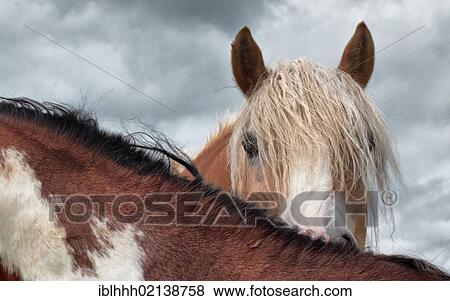 Haflinger horse, Erfurt, Thuringia, Germany, Europe View Large Photo Image Stock Photo - Haflinger horse, Erfurt, Thuringia, Germany, Europe. Fotosearch
