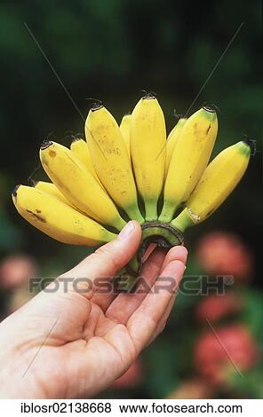 Hand holding a baby banana, Luang Prabang, Laos, Indochina, Asia View Large Photo Image Stock Photo - Hand holding a baby banana, Luang Prabang, Laos, Indochina, Asia. Fotosearch