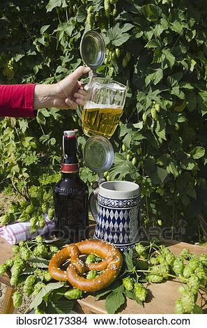 Picture - Hand holding a beer mug or stein filled with beer, mug or stein with the Bavarian diamond pattern, beer bottle and pretzel in a hop garden, Mainburg, Hallertau, Bavaria, Germany, Europe. Fotosearch
