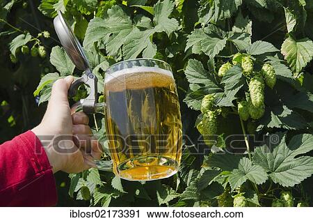Stock Image - Hand holding a beer mug or stein in a hop garden, Mainburg, Hallertau, Bavaria, Germany, Europe. Fotosearch