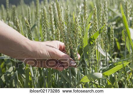 Stock Photography - Hand reaching for an ear of Barley (Hordeum vulgare), grain cultivation in the Hallertau, Holledau or Hollerdau area, Mainburg, Bavaria, Germany, Europe. Fotosearch