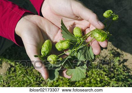 Hands holding Hops (Humulus), Hallertau, Holledau or Hollerdau area, Mainburg, Bavaria, Germany, Europe View Large Photo Image Stock Photo - Hands holding Hops (Humulus), Hallertau, Holledau or Hollerdau area, Mainburg, Bavaria, Germany, Europe. Fotosearch