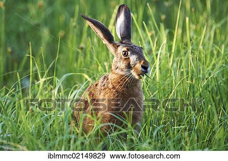 Stock Photo - Hare (Lepus europaeus), Lake Neusiedl, Burgenland, Austria, Europe. Fotosearch