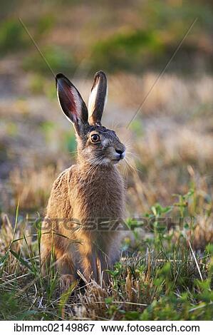 Hare (Lepus europaeus), Lake Neusiedl, Burgenland, Austria, Europe View Large Photo Image Stock Photo - Hare (Lepus europaeus), Lake Neusiedl, Burgenland, Austria, Europe. Fotosearch