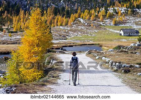 Stock Photography - Hiker in Fanes-Senes Natural Park in the Alta Pusteria Valley above Pederue, with the Lavarella Hut at the rear, autumnal-coloured larch, Dolomites, Alto Adige, Italy, Europe. Fotosearch