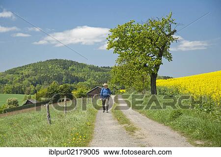 Stock Photography - Hiker on a dirt road in Gossdorf, looking towards Gickelsberg Mountain, Saxon Switzerland, Saxony, Germany, Europe. Fotosearch