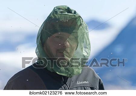 Stock Photograph - Hiker wearing a mosquito net, Ammassalik Peninsula, East Greenland, Greenland, North America. Fotosearch