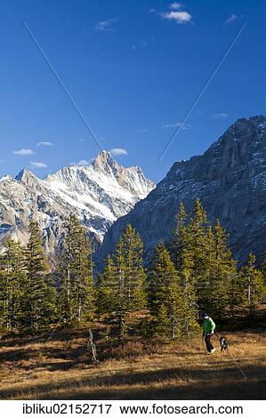 Stock Photo - Hiker with a dog, Breitmoos Nature Reserve, view of Mt Schreckhorn, Grindelwald, Bernese Oberland, Switzerland, Europe. Fotosearch
