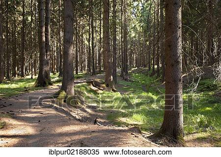 Hiking trail on the alter Flossgraben leading to Rissfaelle waterfalls, artificial waterfalls on Weisse Goeltzsch river, a monument of engineering, near Hammerbruecke bridge, Falkenstein, Vogtland region, Saxony, Germany, Europe View Large Photo Image Stock Photography - Hiking trail on the alter Flossgraben leading to Rissfaelle waterfalls, artificial waterfalls on Weisse Goeltzsch river, a monument of engineering, near Hammerbruecke bridge, Falkenstein, Vogtland region, Saxony, Germany, Europe. Fotosearch