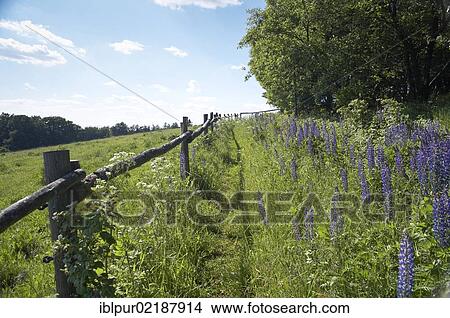 Hiking trail to Waitzdorfer Hoehe with wild lupines (Lupinus angustifolius), Saxon Switzerland, Saxony, Germany, Europe View Large Photo Image Picture - Hiking trail to Waitzdorfer Hoehe with wild lupines (Lupinus angustifolius), Saxon Switzerland, Saxony, Germany, Europe. Fotosearch