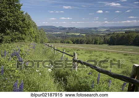 Stock Photography - Hiking trail to Waitzdorfer Hoehe with wild lupines (Lupinus angustifolius), view to Schrammsteine and Zirkelstein mountains, Saxon Switzerland, Saxony, Germany, Europe. Fotosearch