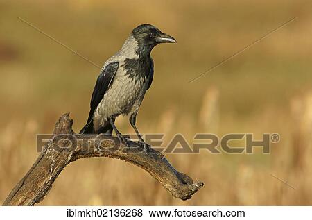 Stock Photo - Hooded Crow (Corvus corone cornix), Feldberg Lakes, Mecklenburg-Western Pomerania, Germany, Europe. Fotosearch