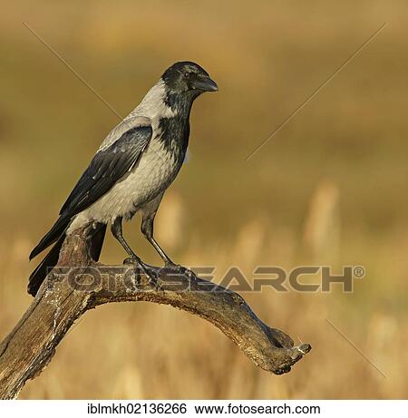 Hooded Crow (Corvus corone cornix), Feldberg Lakes, Mecklenburg-Western Pomerania, Germany, Europe View Large Photo Image Stock Photograph - Hooded Crow (Corvus corone cornix), Feldberg Lakes, Mecklenburg-Western Pomerania, Germany, Europe. Fotosearch