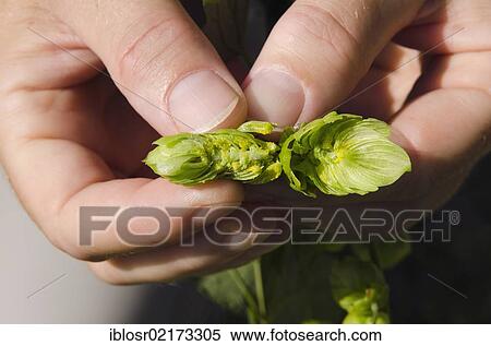Stock Photography - Hops (Humulus), checking quality, Hallertau, Holledau or Hollerdau area, Mainburg, Bavaria, Germany, Europe. Fotosearch