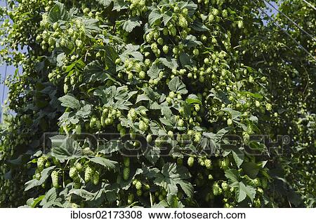 Hops (Humulus), hops cones, hops cultivation in the Hallertau, Holledau or Hollerdau area, Mainburg, Bavaria, Germany, Europe View Large Photo Image Stock Photo - Hops (Humulus), hops cones, hops cultivation in the Hallertau, Holledau or Hollerdau area, Mainburg, Bavaria, Germany, Europe. Fotosearch