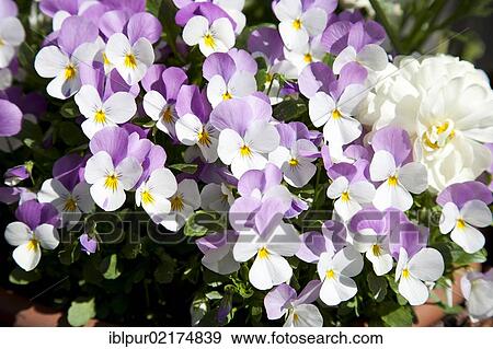 Stock Photo - Horned Pansy, Horned Violet, Johnny-Jump-Up (Viola cornuta), white and purple flowers. Fotosearch