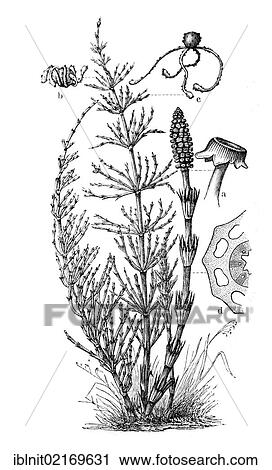 Stock Image - Horsetail (Equisetum arvense), historical illustration, Meyers Konversationslexikon encyclopedia, 1897. Fotosearch