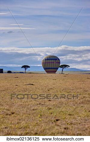 Hot air balloon landing in a valley in the morning in the Masai Mara National Reserve, Kenya, East Africa, Africa, PublicGround, Africa View Large Photo Image Stock Photography - Hot air balloon landing in a valley in the morning in the Masai Mara National Reserve, Kenya, East Africa, Africa, PublicGround, Africa. Fotosearch