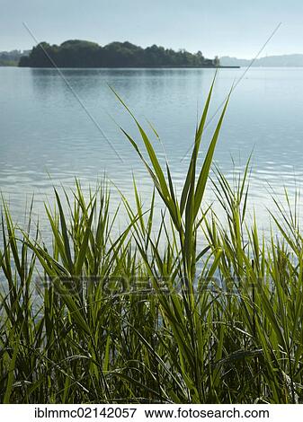 Island in Lake Woerthsee with reeds in the foreground, Bavaria, Germany, Europe View Large Photo Image Stock Photo - Island in Lake Woerthsee with reeds in the foreground, Bavaria, Germany, Europe. Fotosearch