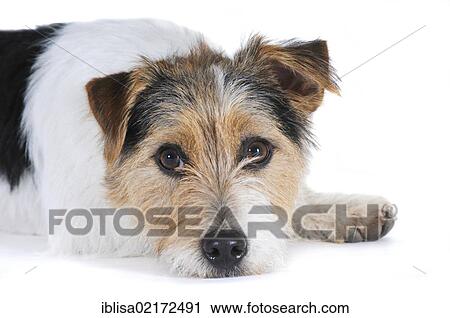 Stock Image - Jack Russell Terrier, lying down, head resting on paws. Fotosearch