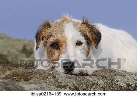 Stock Photo - Jack Russell Terrier, lying on a rock with its head on the ground. Fotosearch