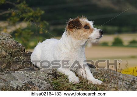 Jack Russell Terrier, lying on rocks View Large Photo Image Stock Image - Jack Russell Terrier, lying on rocks. Fotosearch