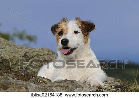 Stock Photo - Jack Russell Terrier, lying on rocks. Fotosearch