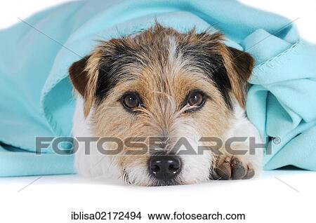 Picture - Jack Russell Terrier, lying under a turquoise blanket, head resting on floor. Fotosearch