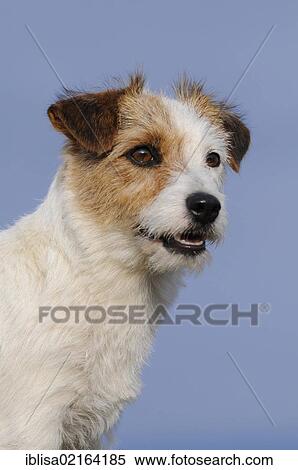 Stock Photography - Jack Russell Terrier, portrait. Fotosearch