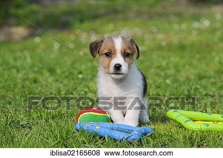 Jack Russell Terrier puppy beside toys on the lawn View Large Photo Image Stock Photo - Jack Russell Terrier puppy beside toys on the lawn. Fotosearch