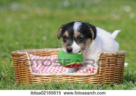Jack Russell Terrier puppy in a basket with a ball View Large Photo Image Stock Photography - Jack Russell Terrier puppy in a basket with a ball. Fotosearch
