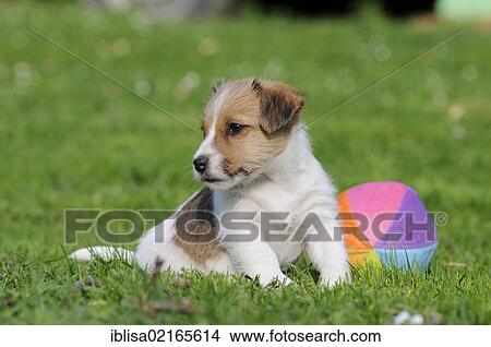 Jack Russell Terrier puppy lying on the lawn beside a ball View Large Photo Image Picture - Jack Russell Terrier puppy lying on the lawn beside a ball. Fotosearch