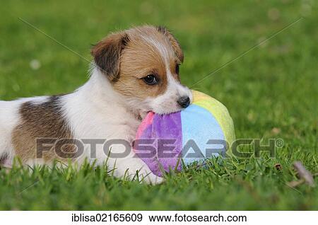 Jack Russell Terrier puppy lying on the lawn and playing with a ball View Large Photo Image Stock Photo - Jack Russell Terrier puppy lying on the lawn and playing with a ball. Fotosearch