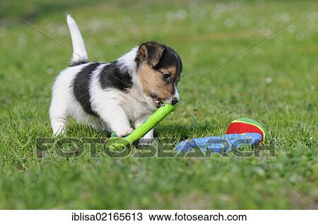 Jack Russell Terrier puppy playing with toys on the lawn View Large Photo Image Stock Image - Jack Russell Terrier puppy playing with toys on the lawn. Fotosearch